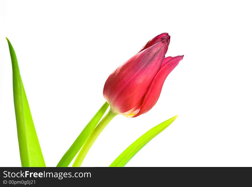 Close up on red tulip on white background