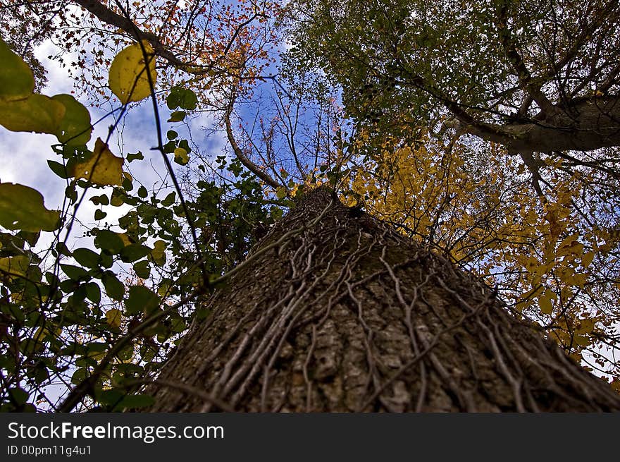 A vine covered tree from the perspective of a squirrel climbing it. A vine covered tree from the perspective of a squirrel climbing it