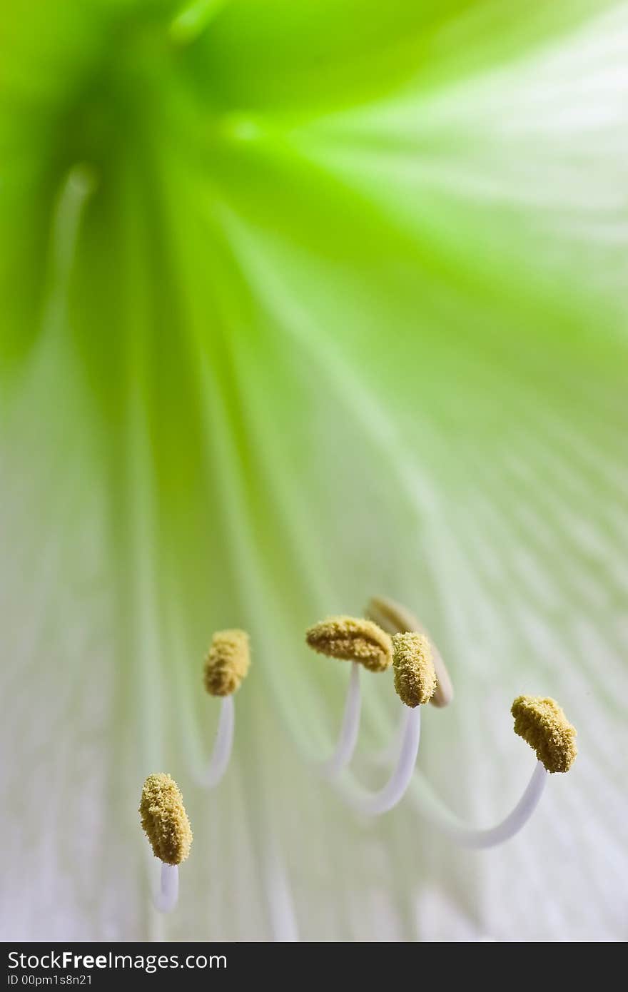 Macro shot of the stamen of a amaryllis flower. Macro shot of the stamen of a amaryllis flower