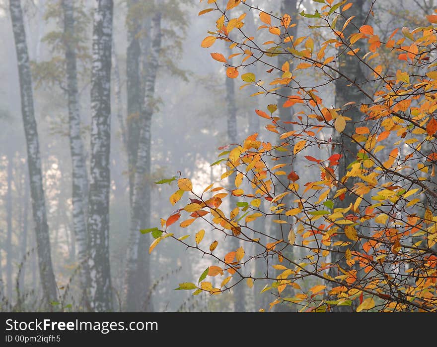 Autumn morning. Forest, bright leaves