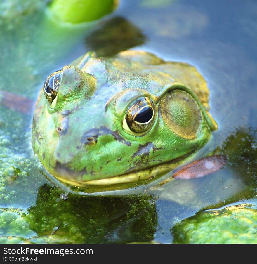 Green frog in a pond. Green frog in a pond