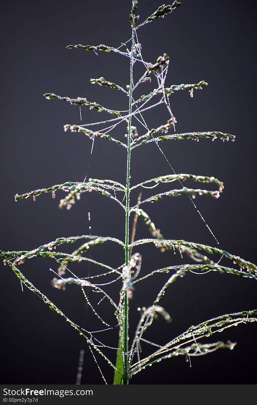 Weed bedecked with spider web and dew. Weed bedecked with spider web and dew