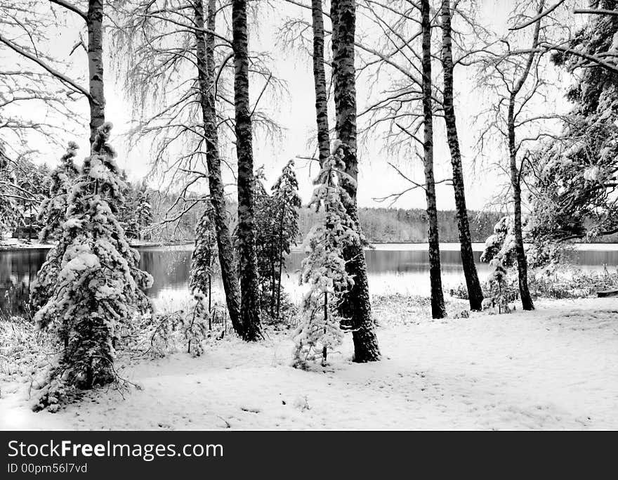 Winter forest