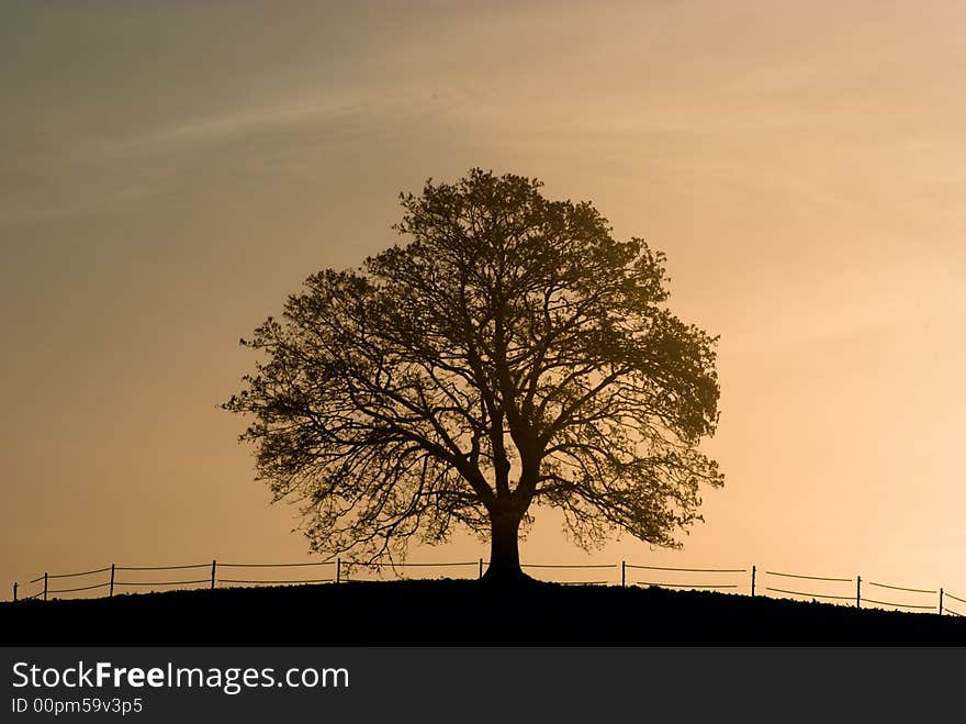 Lone tree on horizon in winter. Lone tree on horizon in winter.