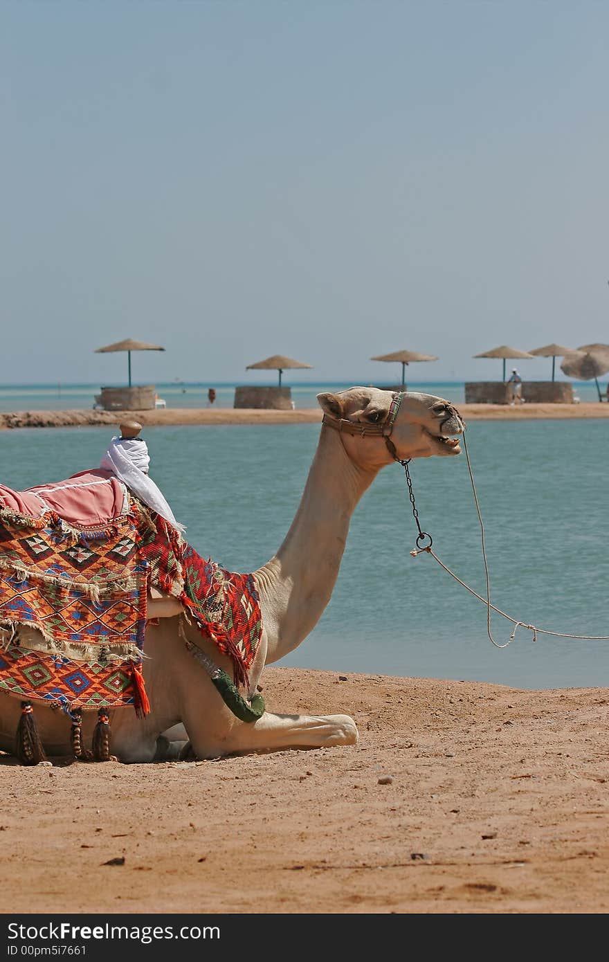 Portrait of a dromedary at the edge of the Red Sea