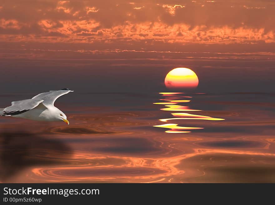 Sunset and gull