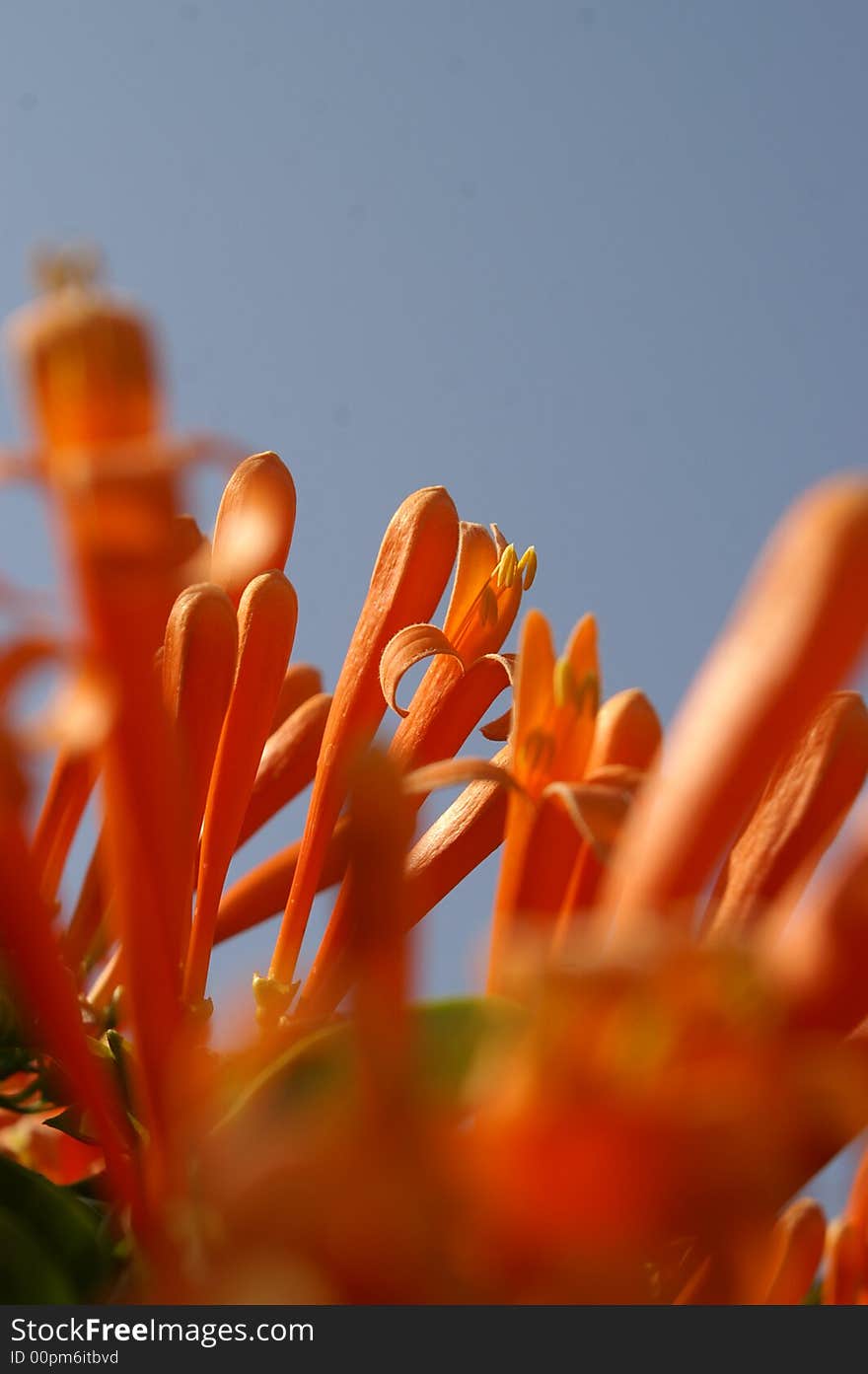 Orange trumpet flowers on the roof