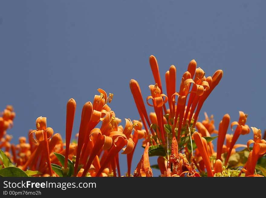 Orange trumpet flowers on the roof