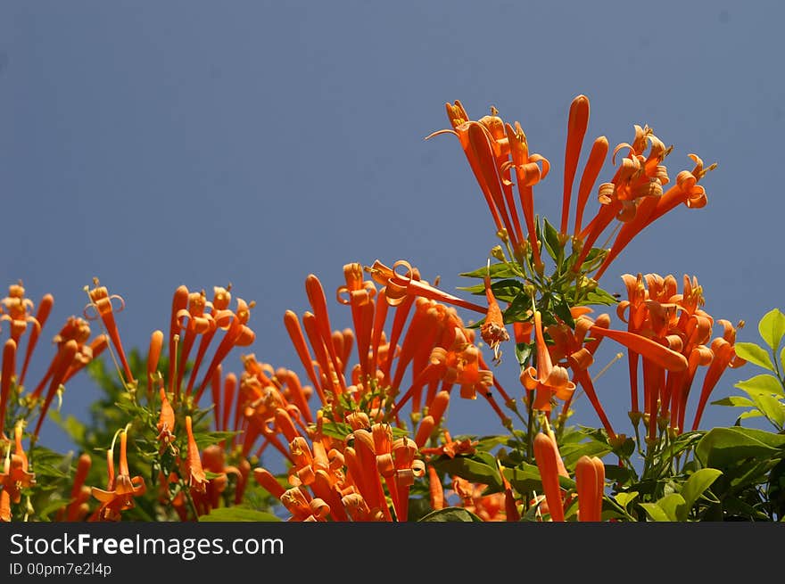 Orange trumpet flowers on the roof