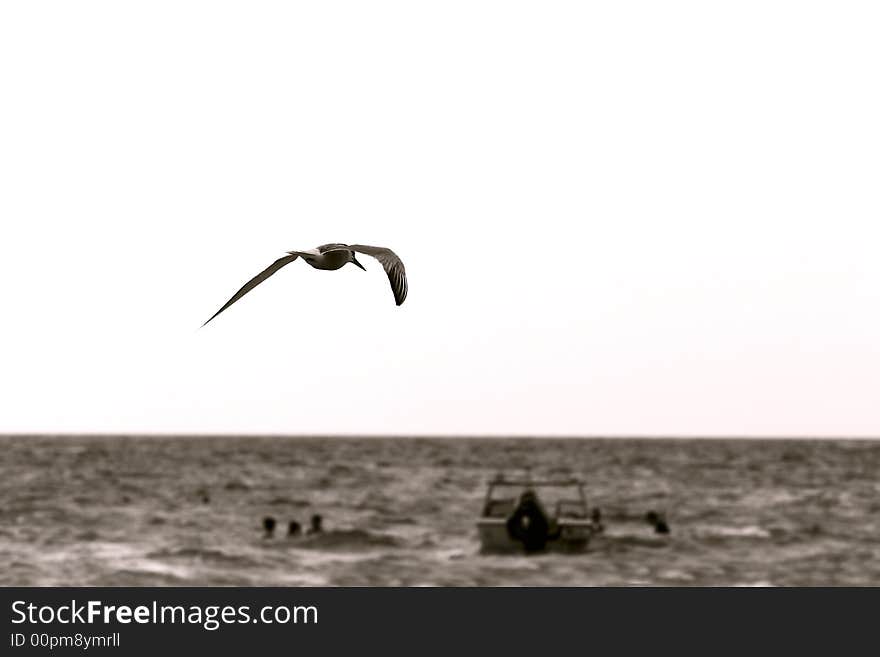 Close up of sea gull over white