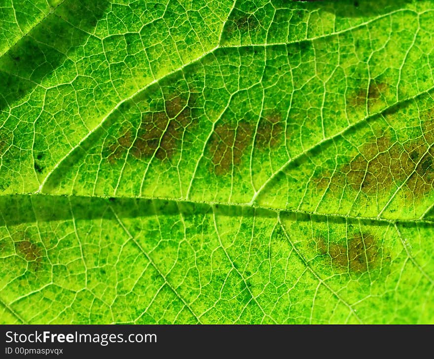 Green leaf in closeup