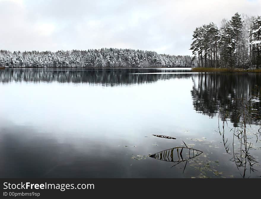 Forest lake in the winter morning