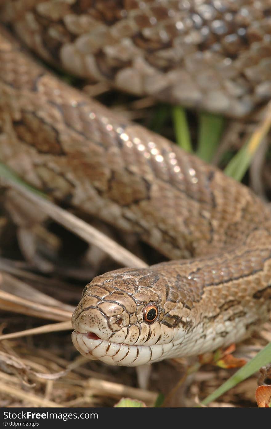 A unique portrait of a prairie kingsnake crawling in the grass. A unique portrait of a prairie kingsnake crawling in the grass.