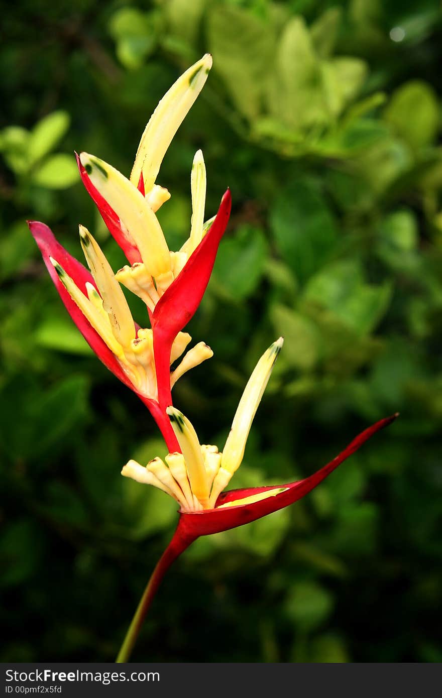 A single yellow and red heliconia