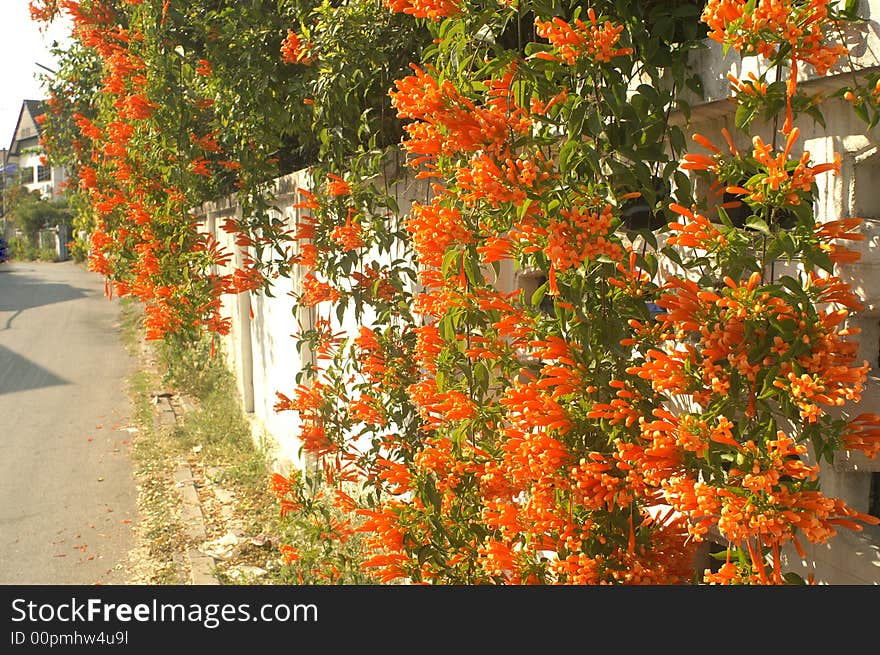 Orange trumpet flowers on the roadside