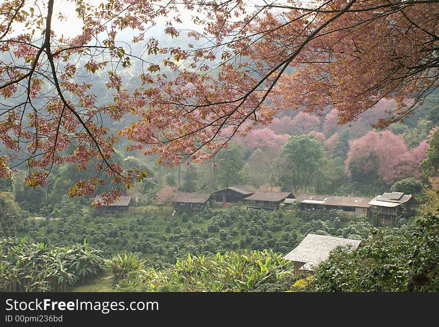 Village surrounded by pink flowers tree. Village surrounded by pink flowers tree