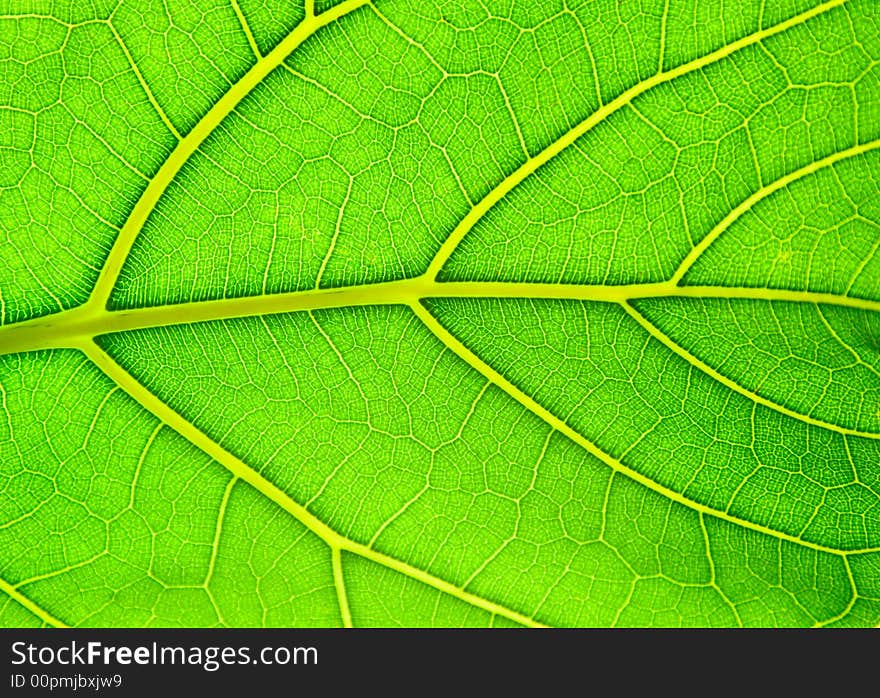 Leaf of a plant on light with a deciduous ornament