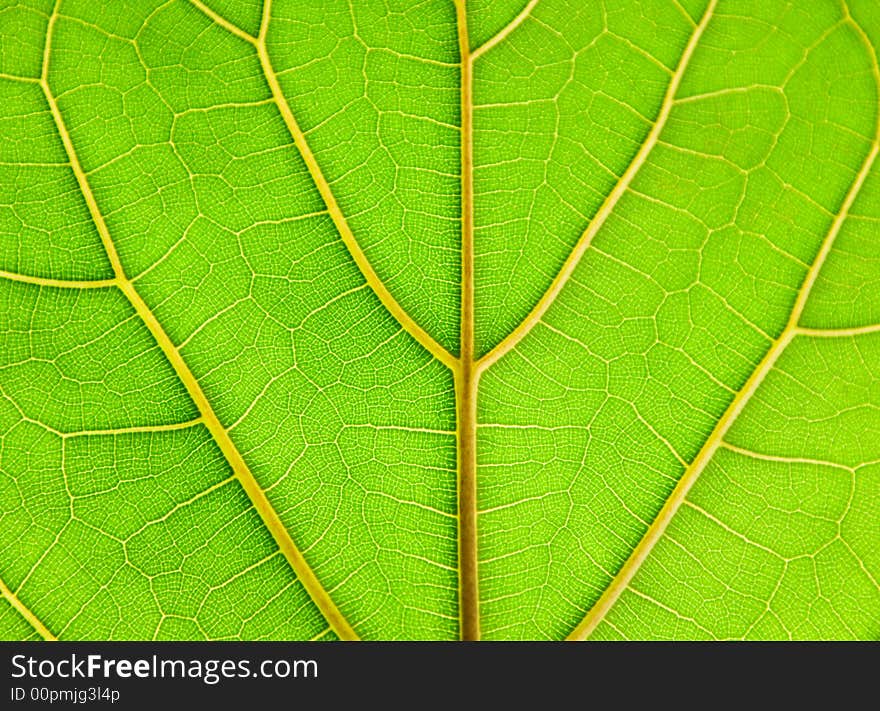 Leaf of a plant on light with a deciduous ornament