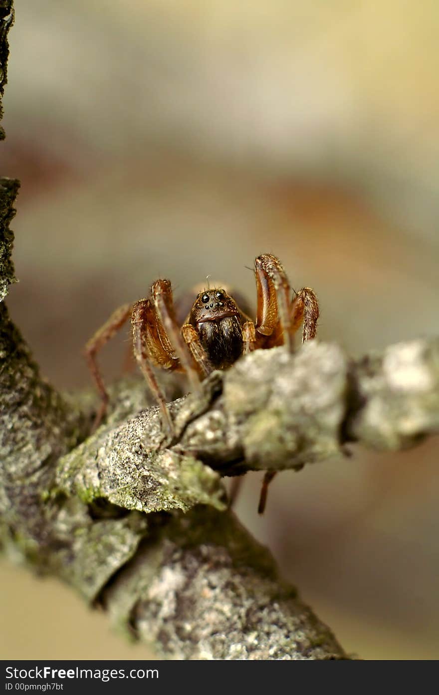 Spider with eight eyes on tree branch