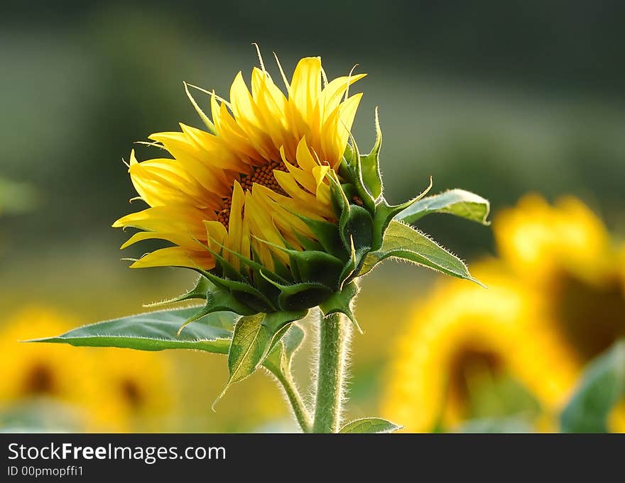 Detail of sunflower on the field