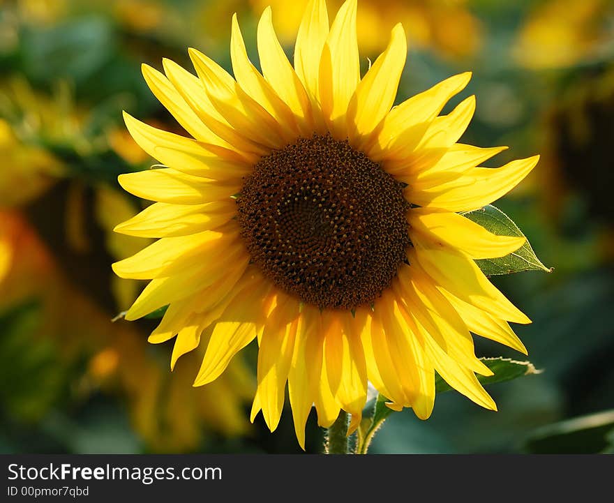 Detail of sunflower on the field