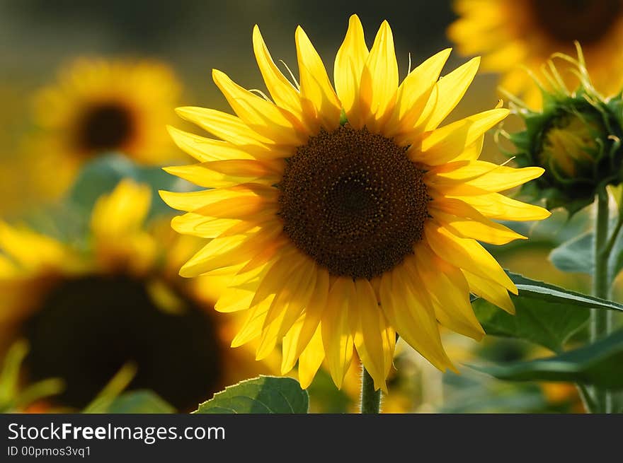 Detail of sunflower on the field