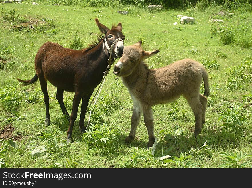 Donkeys