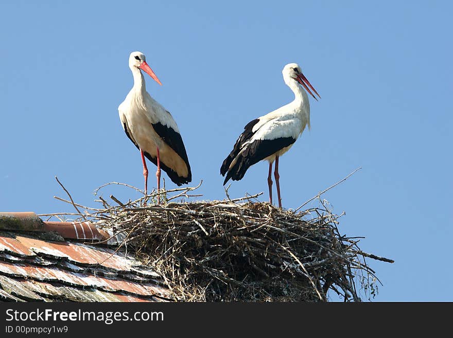 Two Storks nest in Bosnia. Two Storks nest in Bosnia