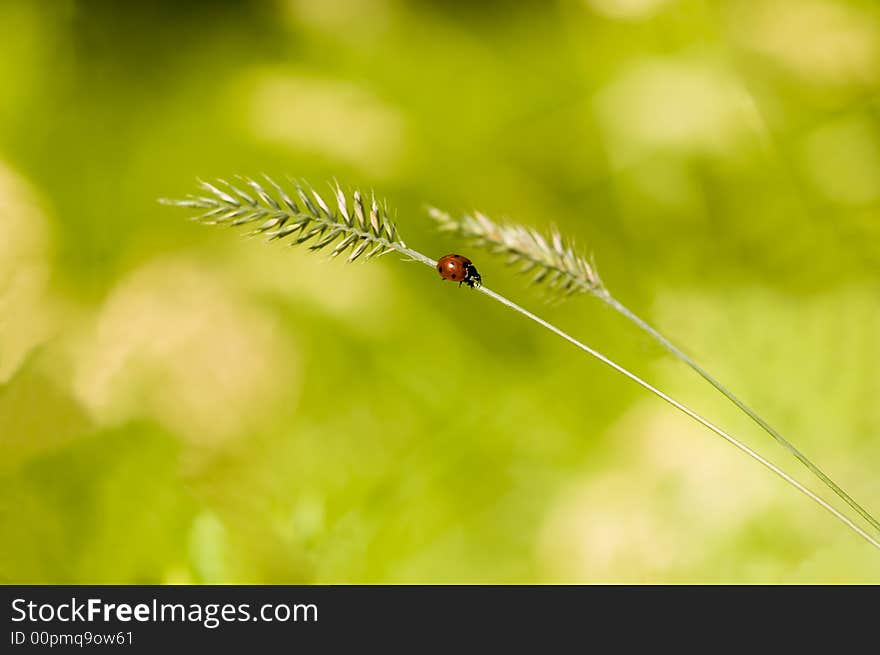 Ladybird on a stalk.