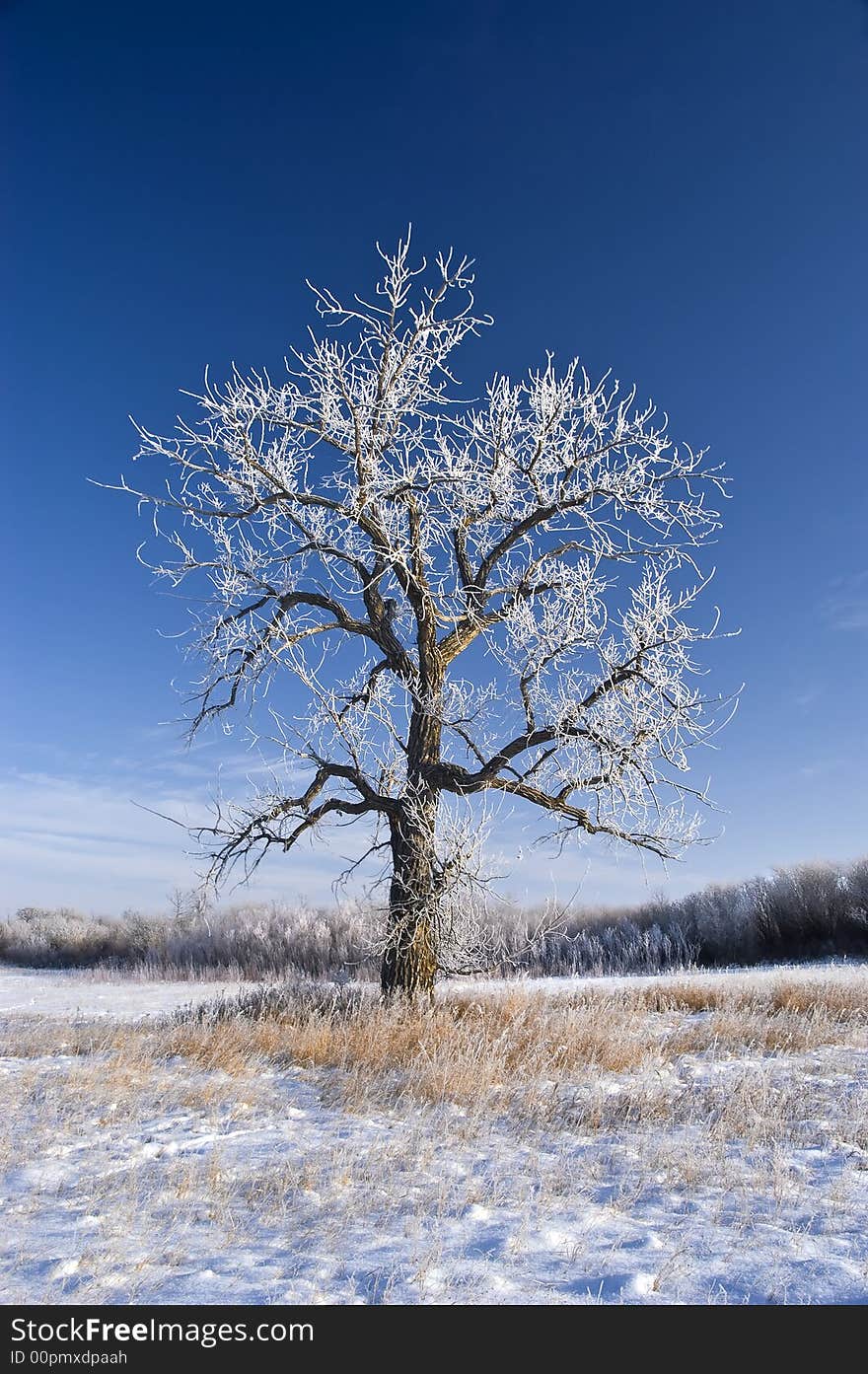 Hoarfrost