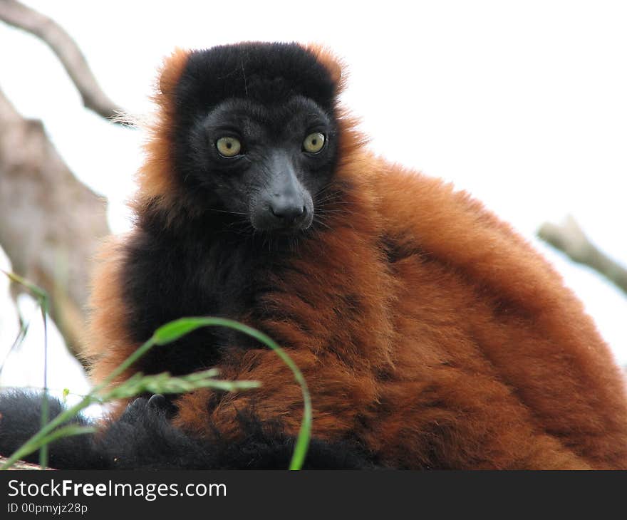 Red monkey in zoological gardens, Bristol, UK