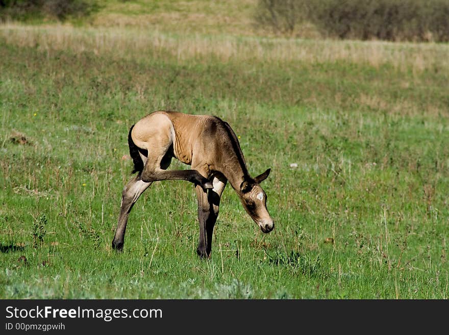 Buckskin quarter horse foal in green pasture. Buckskin quarter horse foal in green pasture