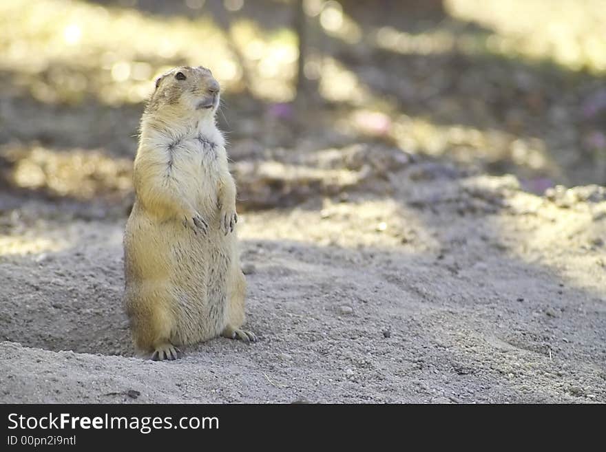 Prairie dog