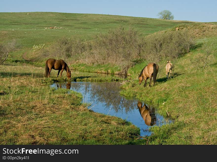 Quarter horse mares and foal grazing by a creek with a water reflection of one mare. Credit line: Becky Hermanson. Quarter horse mares and foal grazing by a creek with a water reflection of one mare. Credit line: Becky Hermanson