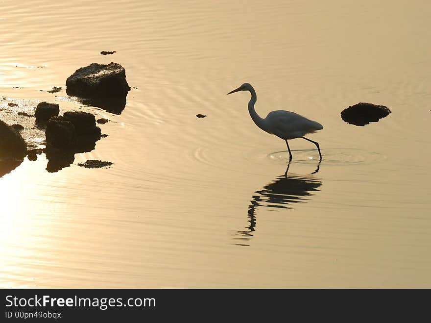 Egret bird