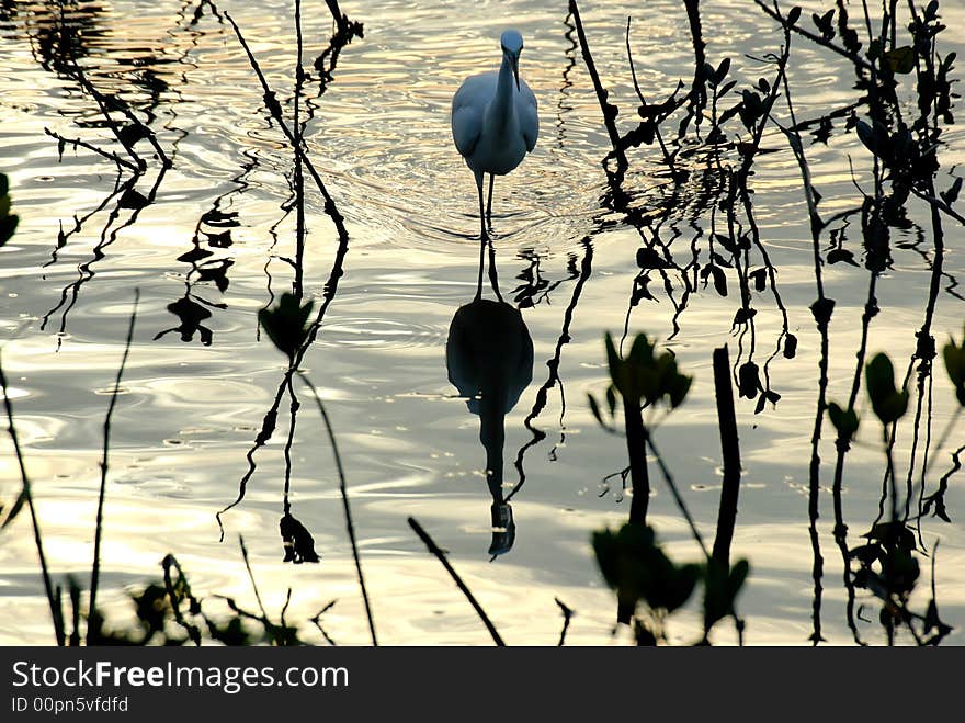 Egret Bird