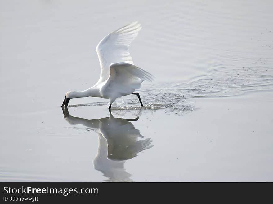 Egret bird