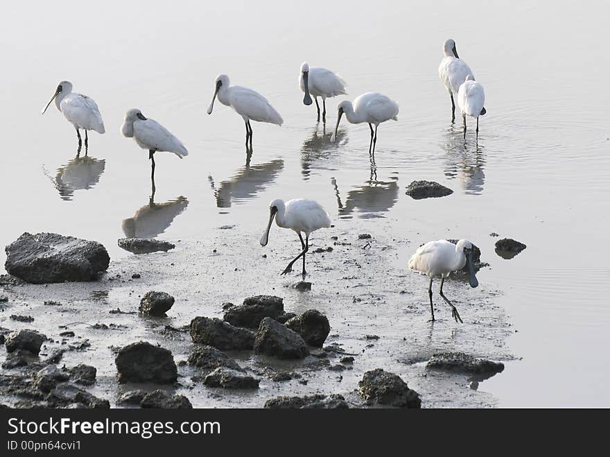 Early morning group of bird look for food. Early morning group of bird look for food