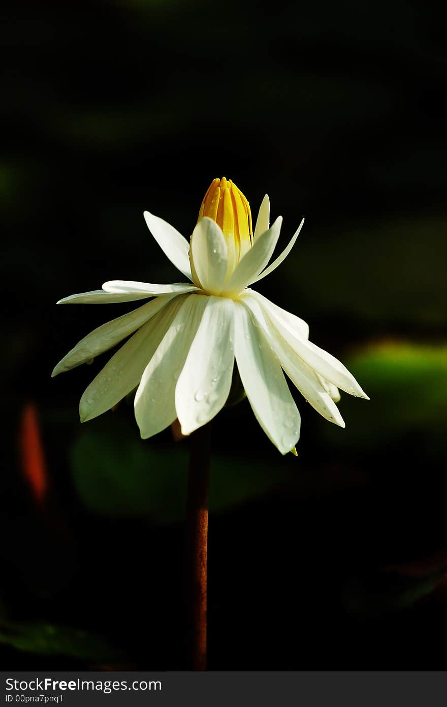 White flower, black ground, yellow bud. White flower, black ground, yellow bud