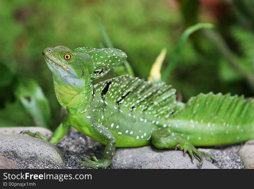 Emerald Double-crested Basilisk in Costa Rica