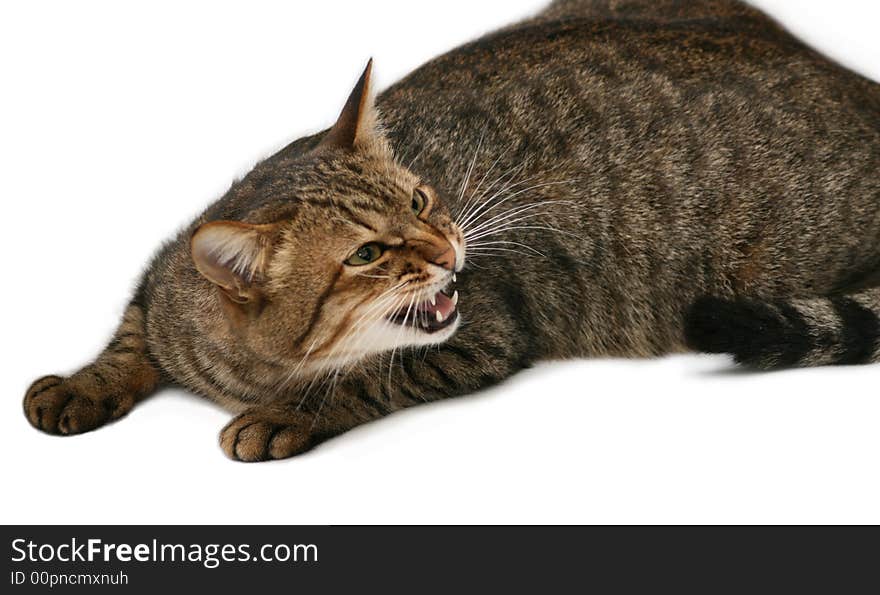 Hazardous cat with your mouth open. On a white background.
