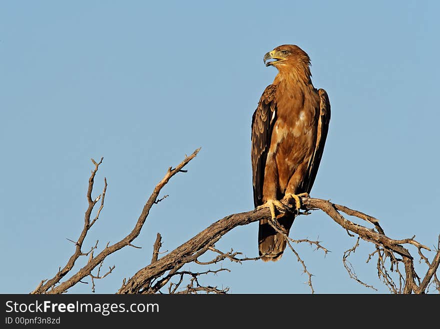 Tawny eagle