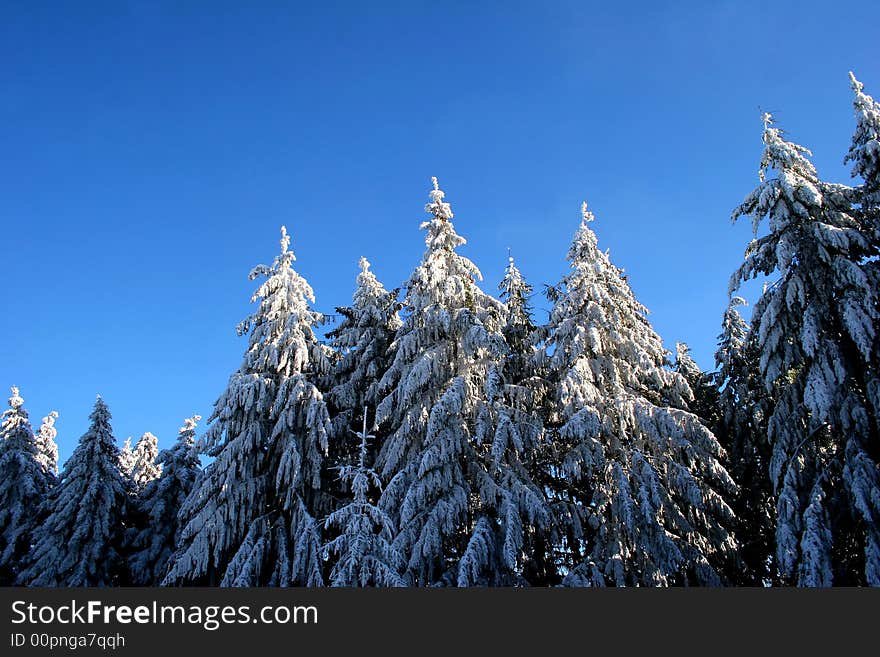 Winter trees on blue sky