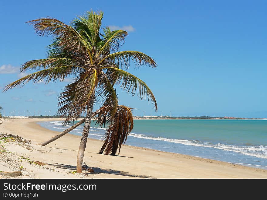 Palm trees in the beach. Palm trees in the beach