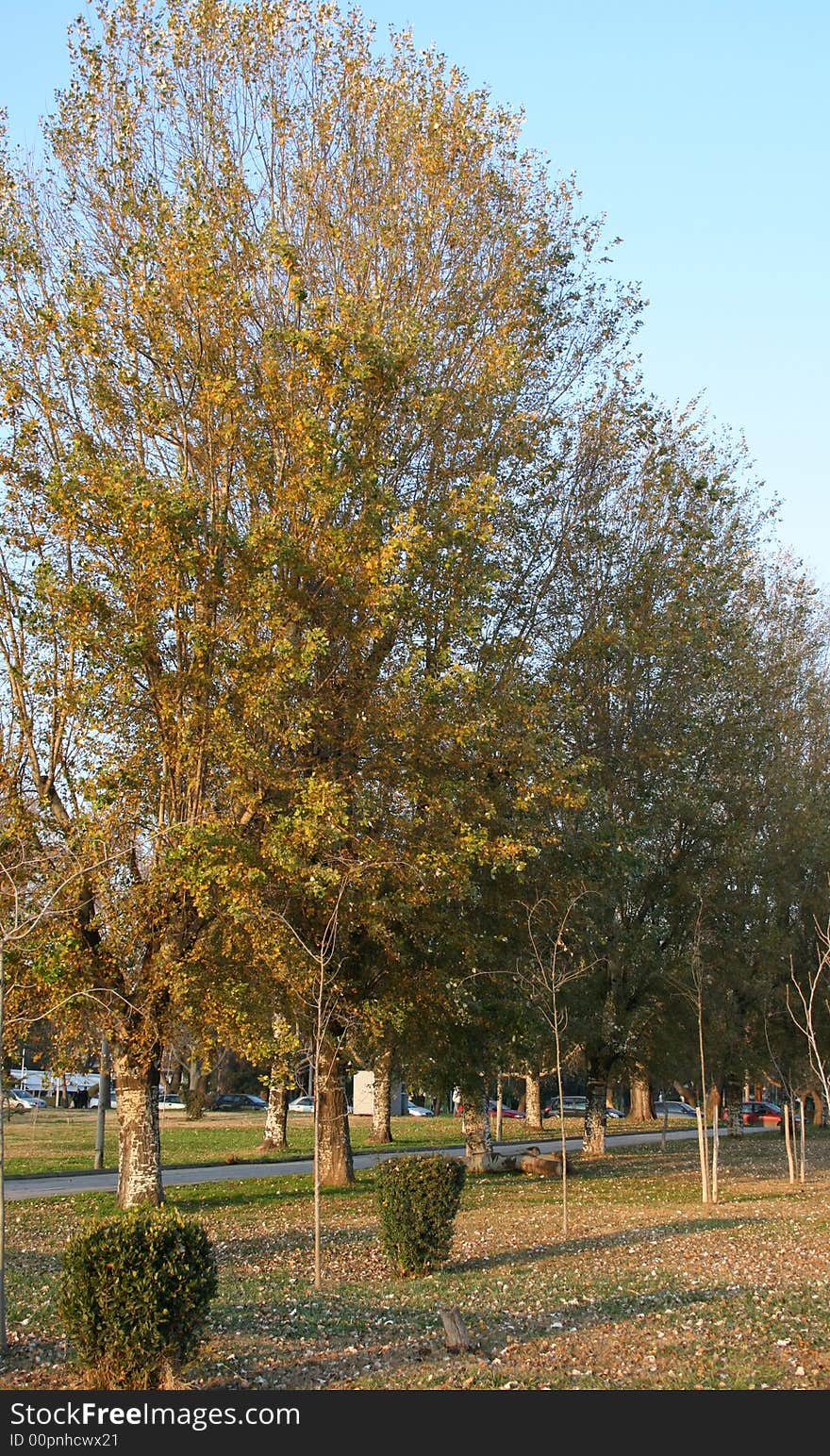 Trees at the park under a blue sky. Trees at the park under a blue sky