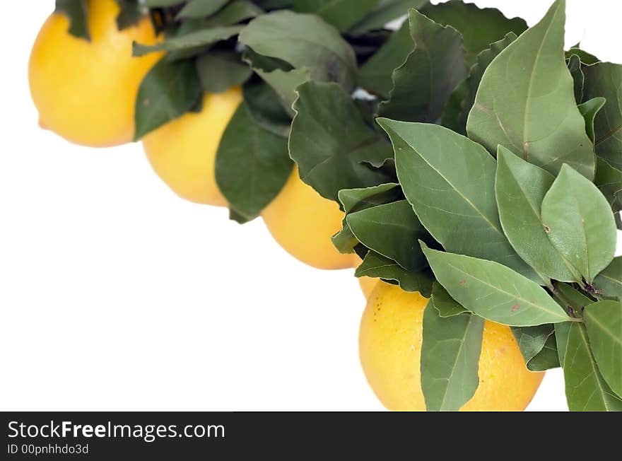 Yellow bright lemons in an environment of foliage on a white background