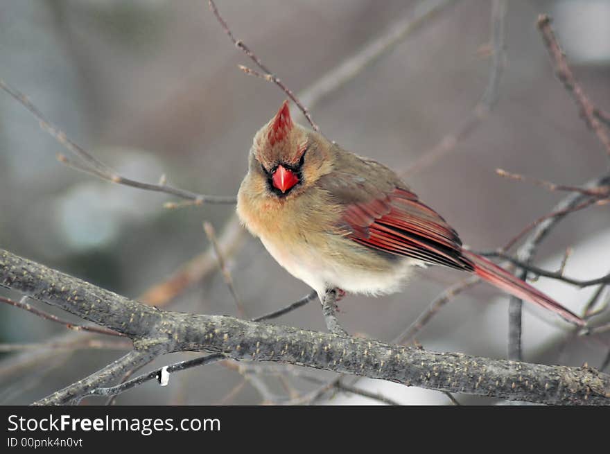 Female cardinal perched on a limb.