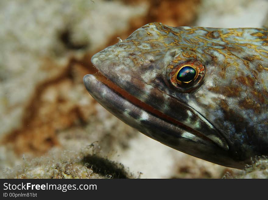 Lizardfish