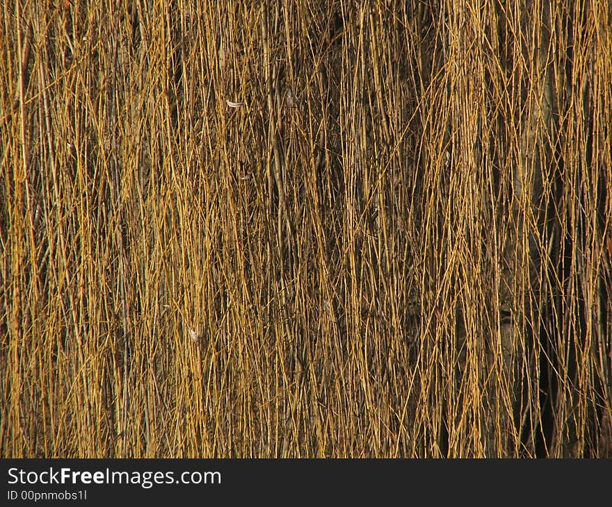 Weeping Willow