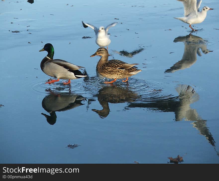 Wild Ducks